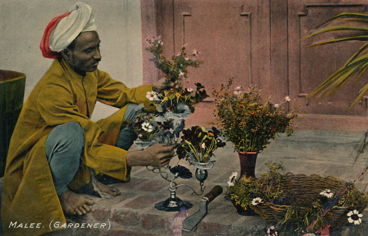 مالي. بستاني ، c1910. بواسطة غير معروف