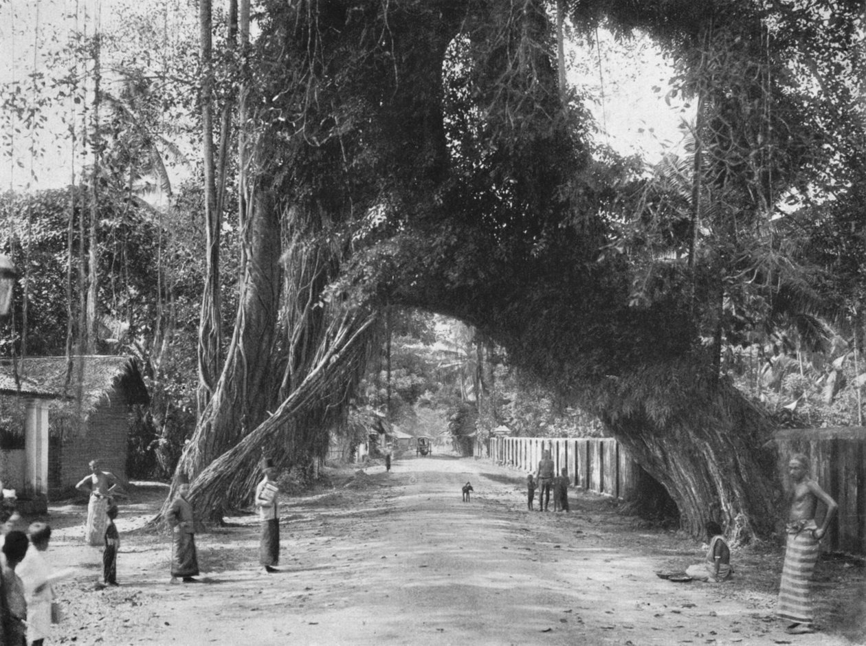 شجرة التين القديمة الخلابة Ficus indica في شارع Clombo-Galle بالقرب من Kalutara ، 1926 بواسطة غير معروف
