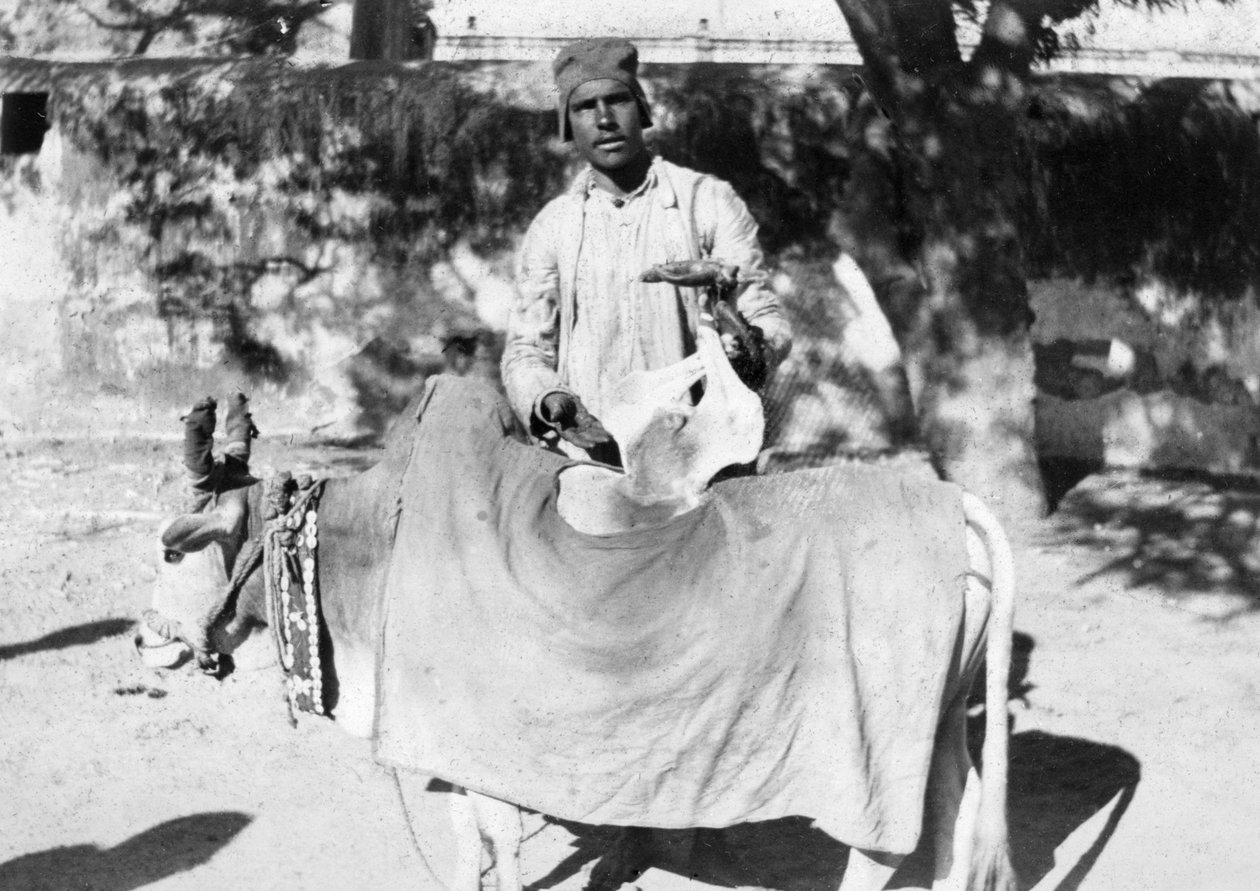 رجل بقرة مشوهة ، الهند ، 1916-1917 بواسطة غير معروف