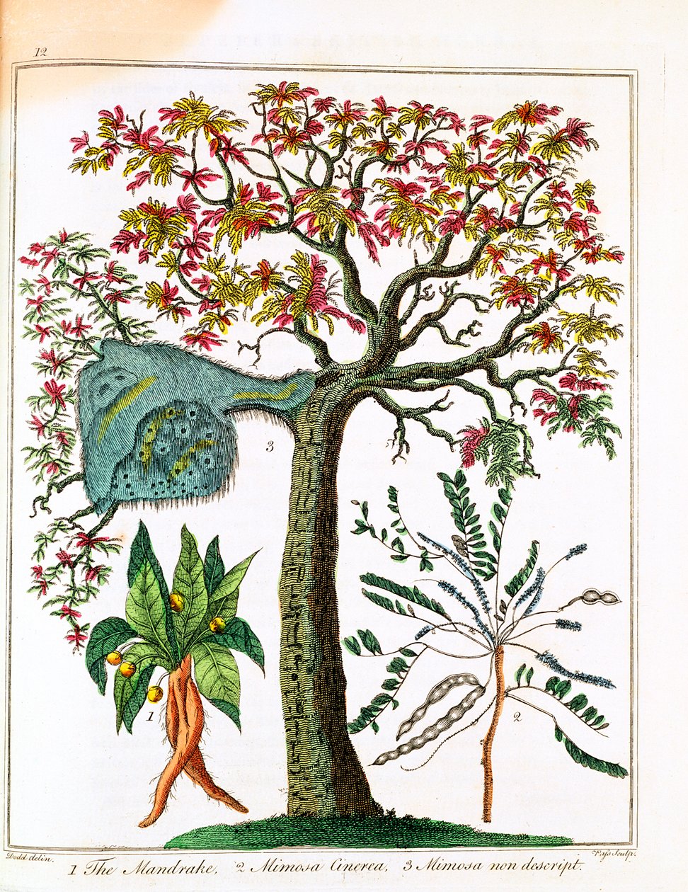 ماندريك ، نبات حساس ، وأكاسيا ، c1795 بواسطة غير معروف