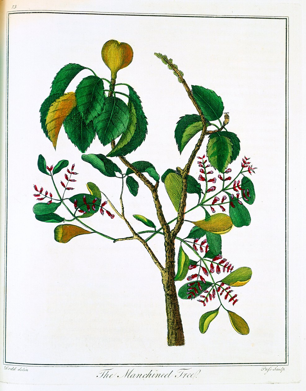 شجرة Manicheel Hippomane mancinella أو Poison Guava ، c1795 بواسطة غير معروف