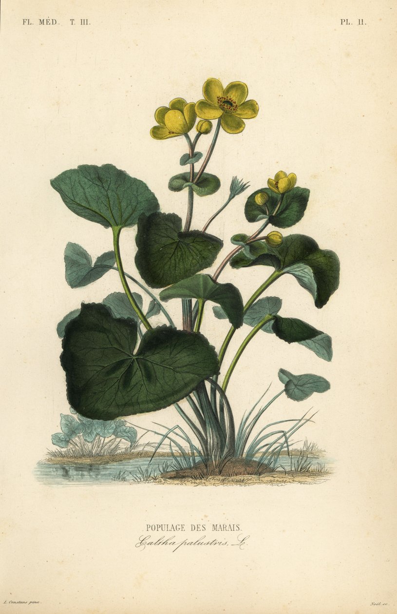 Marsh القطيفة أو Kingcup ، Caltha palustris ، Populage des marais بواسطة غير معروف