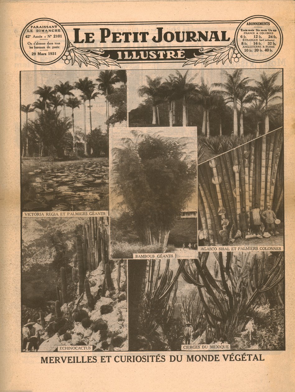 الأعاجيب والفضول في عالم النبات ، 1931. بواسطة غير معروف