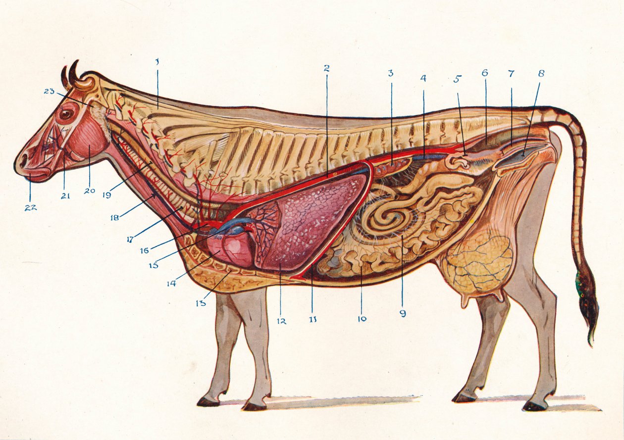 القسم المتوسط للبقرة ، يظهر أعضاء الدورة الدموية والتنفس ، إلخ ، c1905 c1910 بواسطة غير معروف