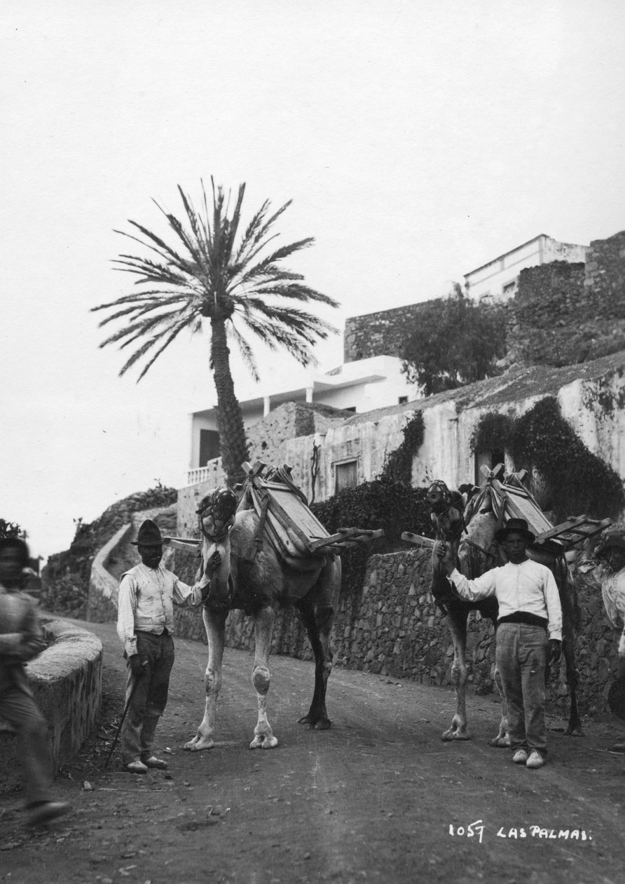 الرجال مع الإبل ، لاس بالماس ، غران كناريا ، جزر الكناري ، إسبانيا ، c1920s-c1930s بواسطة غير معروف
