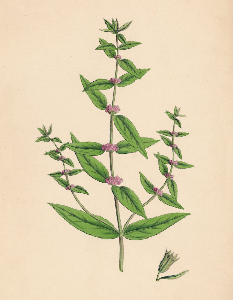 Mentha gracilis، var. أصيلة. النعناع النحيف ، القرن التاسع عشر بواسطة غير معروف