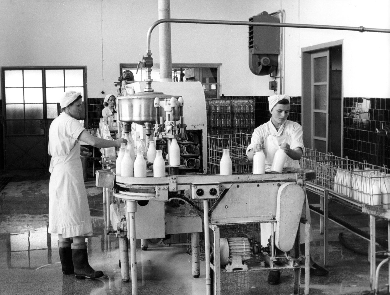 إنتاج الحليب ، زغرب ، يوغسلافيا ، 1952 بواسطة غير معروف