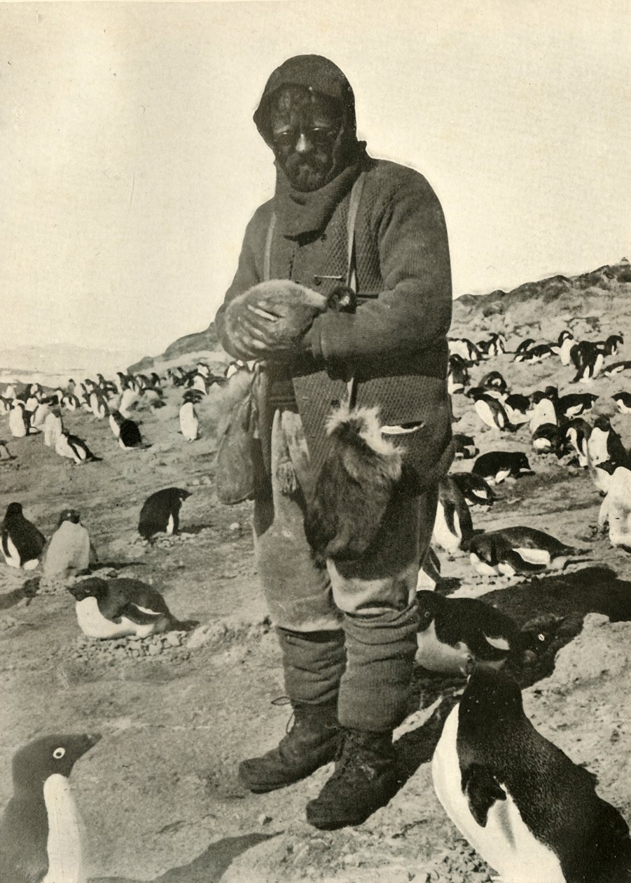 موراي القابضة البطاريق الصغيرة ، c1908 ، 1909. بواسطة غير معروف
