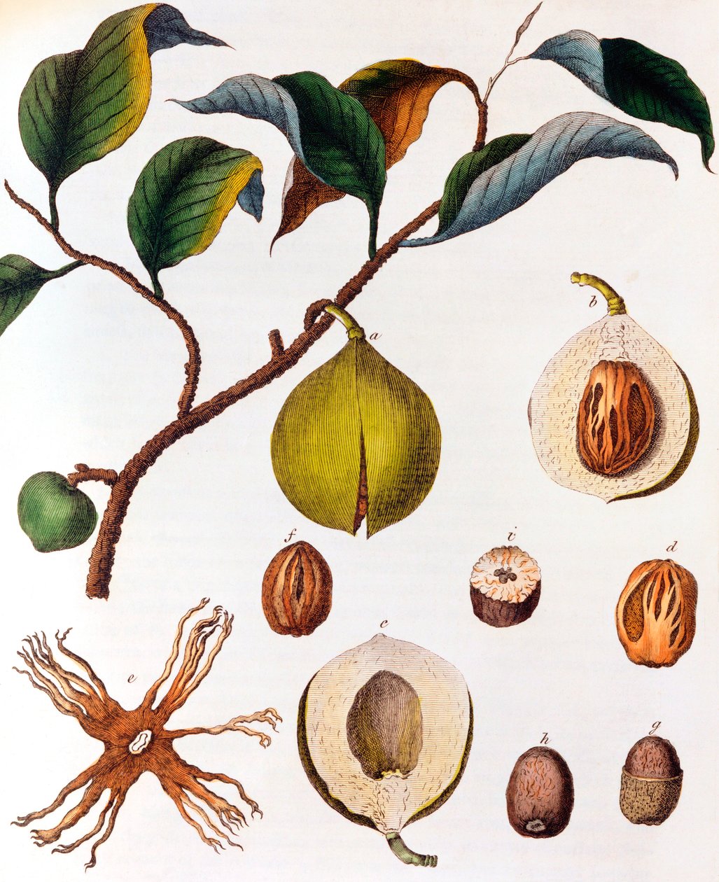 Myrsitica fragrans - جوزة الطيب ، c1798 بواسطة غير معروف