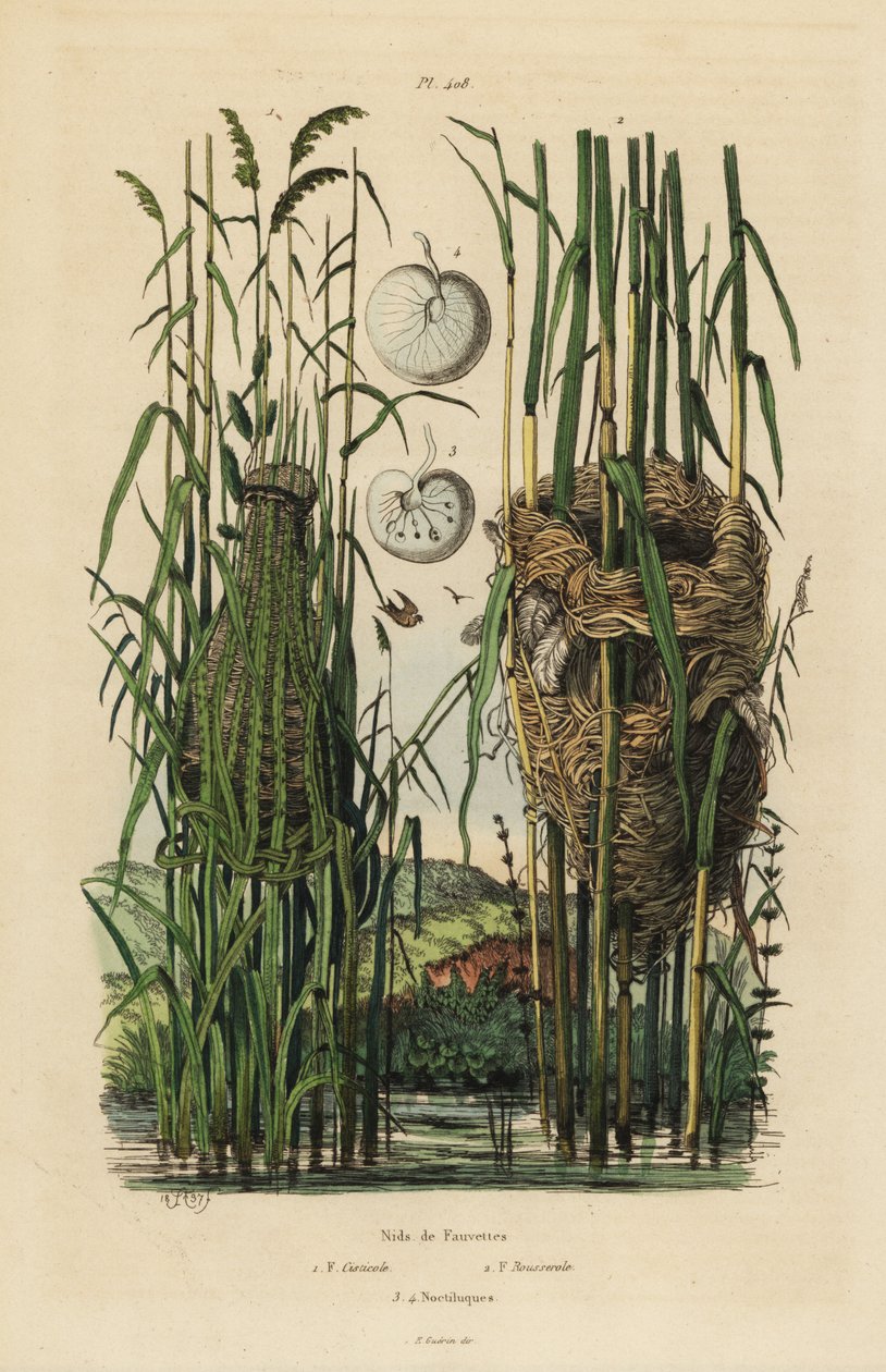 أعشاش الدخلة الخيالية المخططة ، Cisticola juncidis ، و reed warbler ، Acrocephalus scirpaceus بواسطة غير معروف
