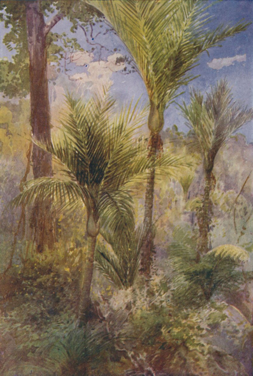 غابة نيوزيلندا ، 1924 بواسطة غير معروف