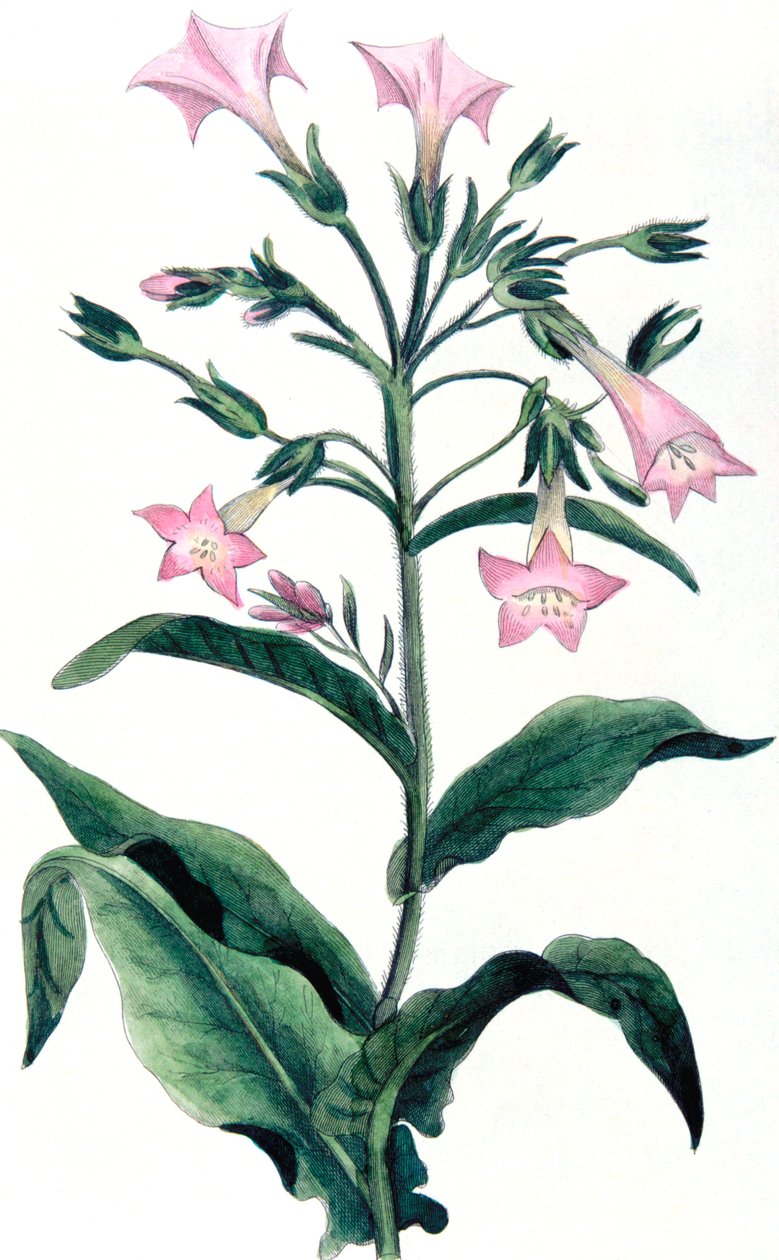 Nicotiana tabacum - نبات التبغ ، 1823 بواسطة غير معروف
