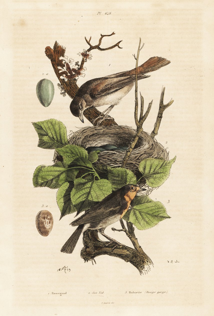 العندليب ، العش والبيض ، Luscinia megarhynchos ، والروبن الأوروبي ، والبيض ، و erithacus rubecula بواسطة غير معروف