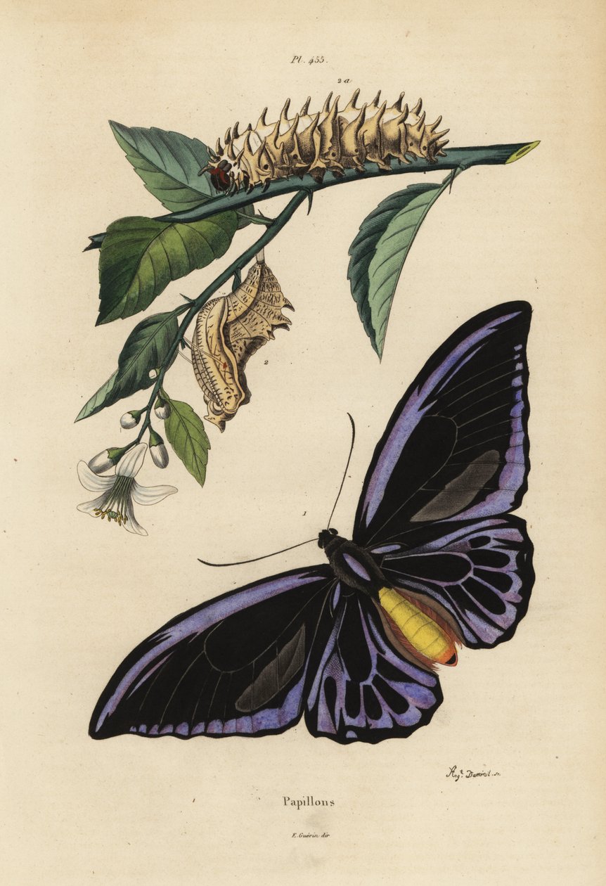 جناح الطير الشمالي ، Ornithoptera priamus urvillianus 1 ، و chrysalid واليرقة من جناح الطيور المشترك ، Troides helena بواسطة غير معروف