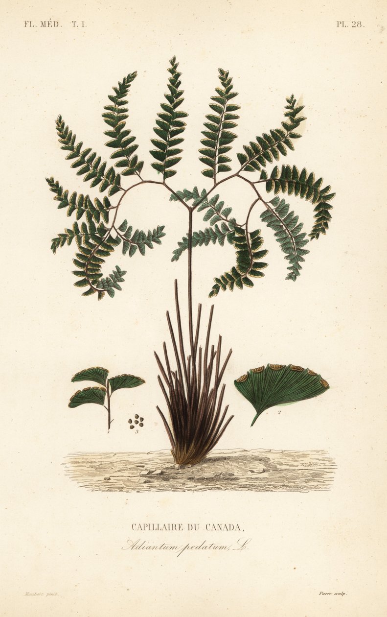سرخس كزبرة البئر الشمالية أو سرخس خماسي الأصابع ، Adiantum pedatum ، Capillaire du Canada بواسطة غير معروف