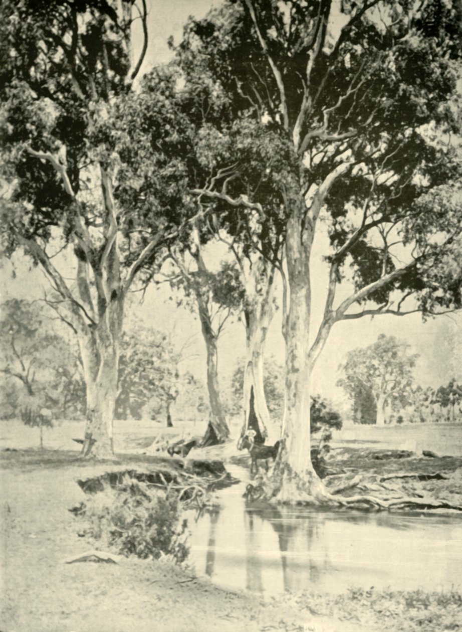 اللثة القديمة ، جبل. كروفورد ، جنوب أستراليا ، 1901. بواسطة غير معروف