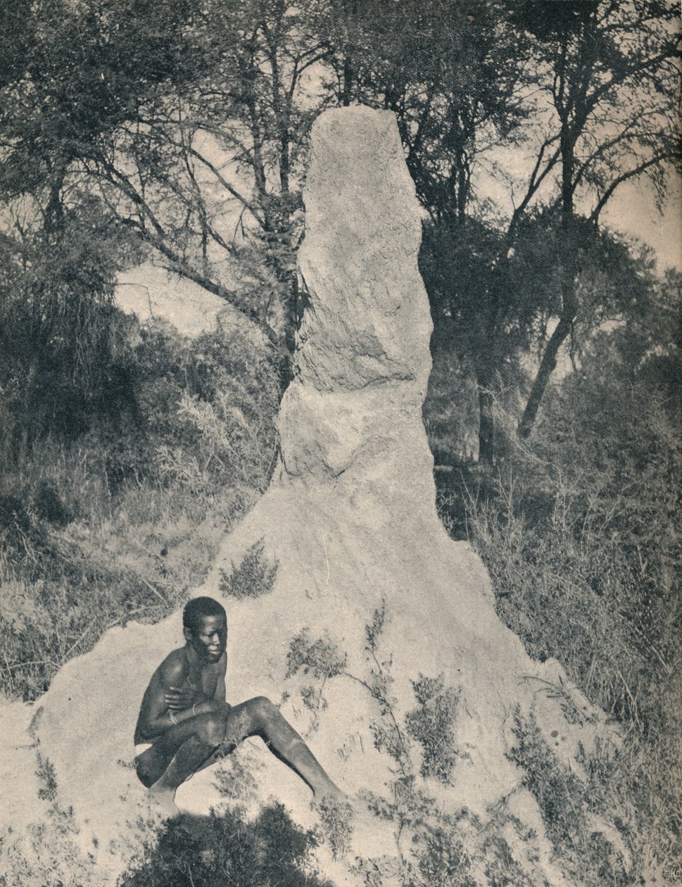 واحدة من أكوام النمل العملاقة غريبة لبعض مناطق جنوب أفريقيا ، c1900. بواسطة غير معروف