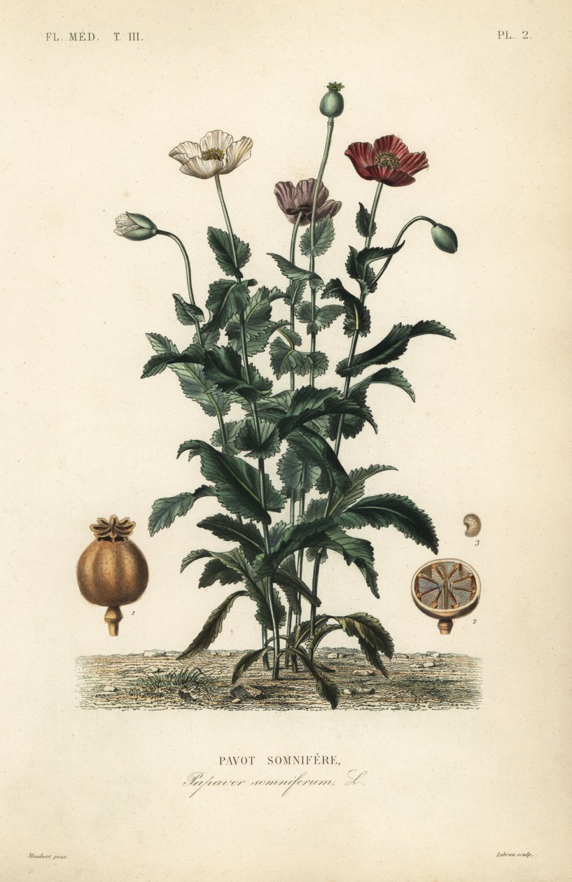 خشخاش الأفيون ، Papaver somniferum ، الخوف المنوم بواسطة غير معروف