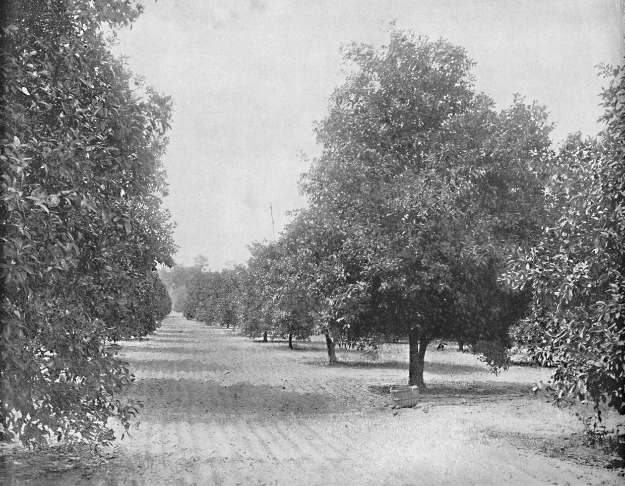 أورانج جروف ، إشبيلية ، فلوريدا ، c1897. بواسطة غير معروف