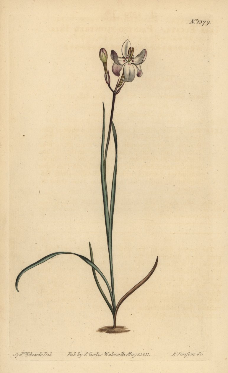 ixia مزهرة مرسومة ، Ixia fucata بواسطة غير معروف