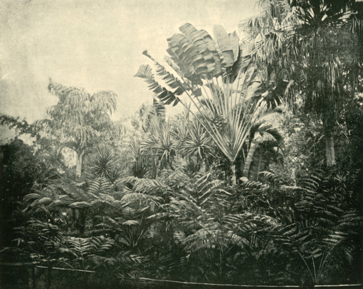 جزيرة النخلة والجزيرة ، الحدائق النباتية ، بريسبان ، 1901. بواسطة غير معروف