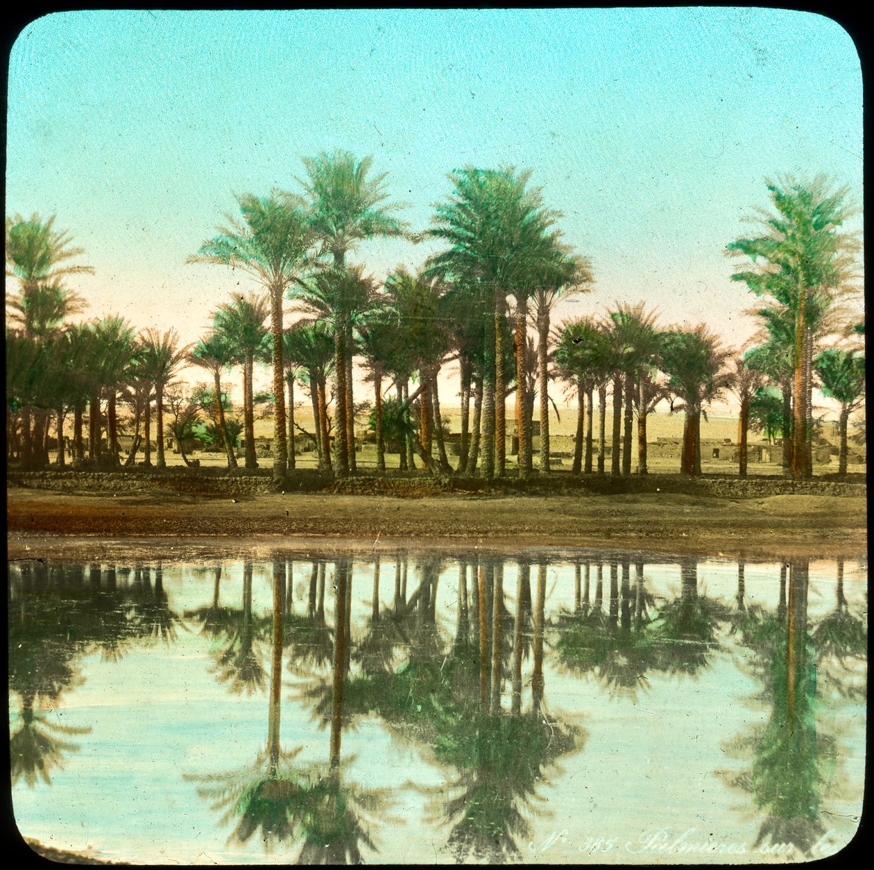 تنعكس أشجار النخيل في الماء ، الهند ، أواخر القرن التاسع عشر أو أوائل القرن العشرين بواسطة غير معروف