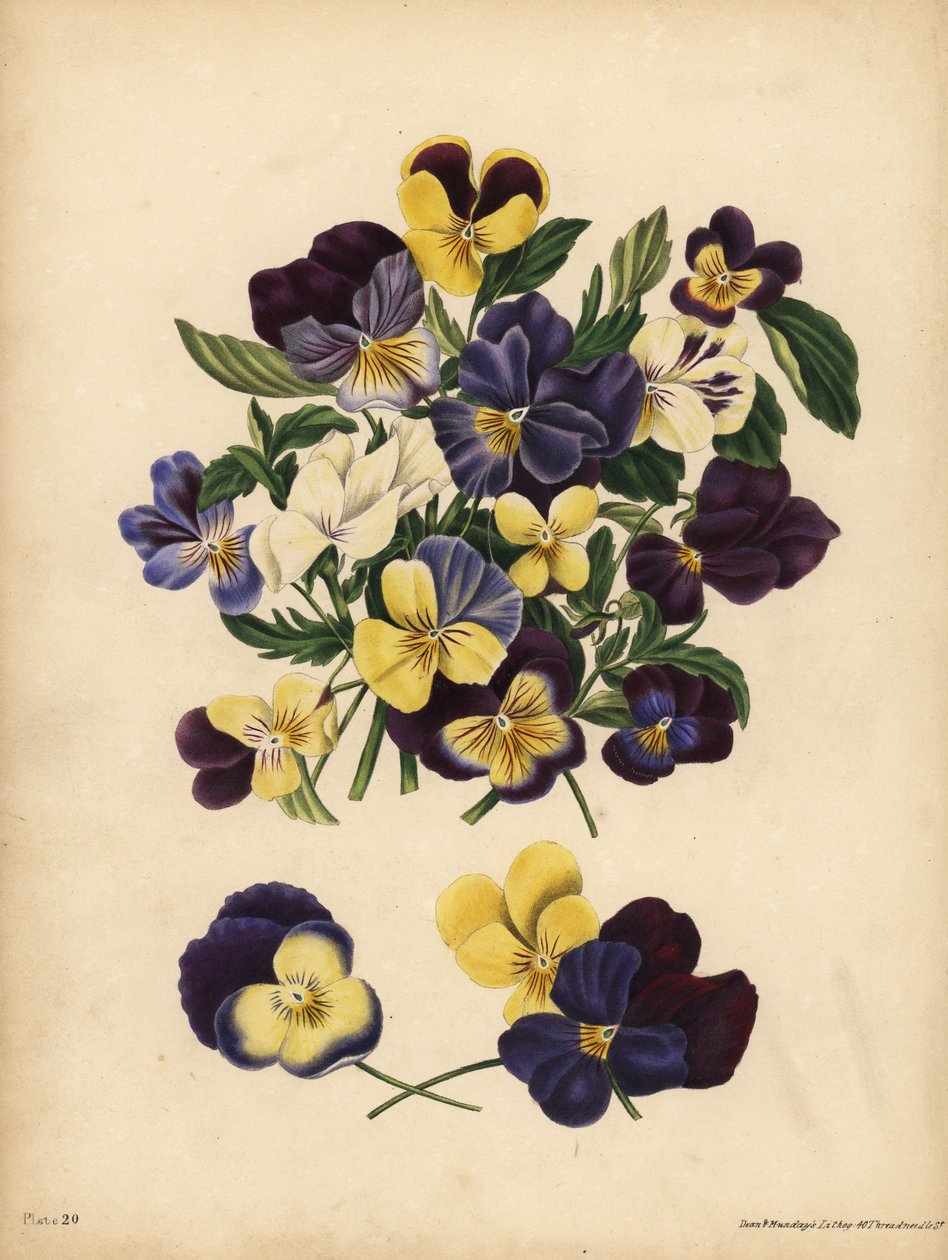 Pansies ، Pensees ، أو Heart