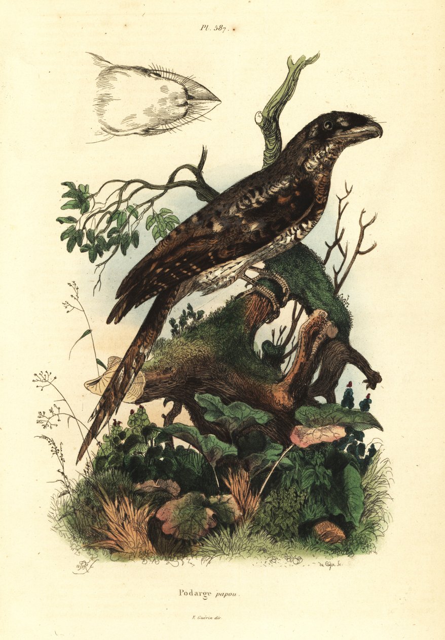 Papuan frogmouth, Podargus papuensis Podarge papou بواسطة غير معروف