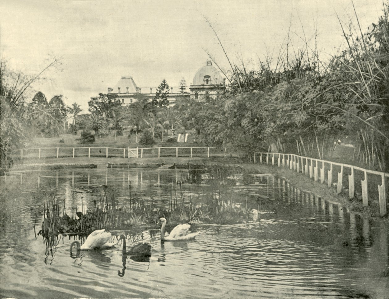 بركة البردي ، حدائق بريسبان النباتية ، 1901. بواسطة غير معروف