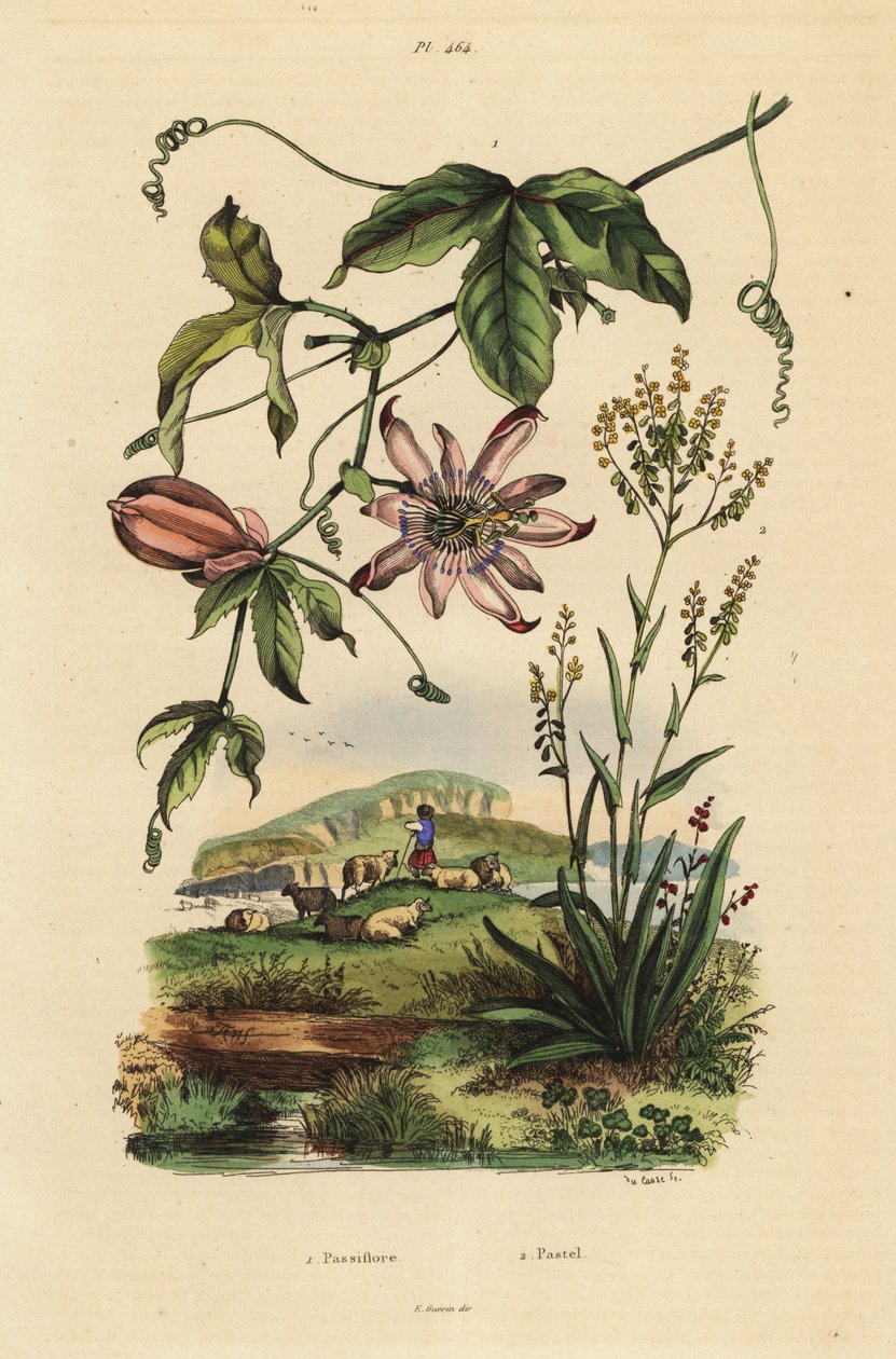زهرة العاطفة ، Passiflora uraniae 1 ، و dyer