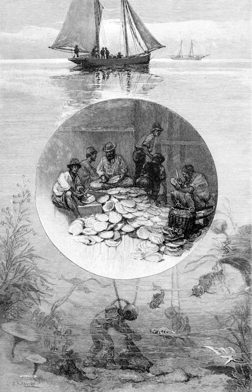 لؤلؤة مصايد الأسماك ، مضيق توريس ، أستراليا ، 1886 بواسطة غير معروف