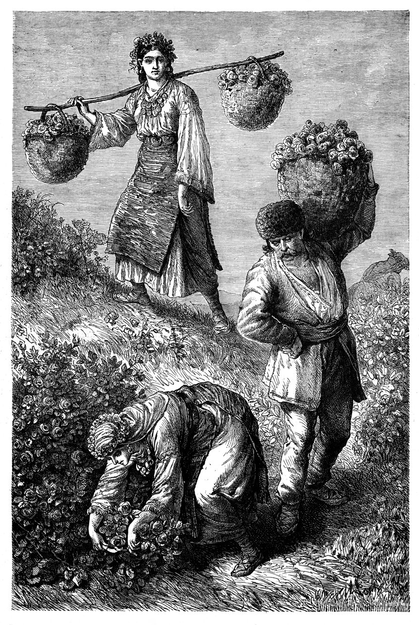 الفلاحون يجمعون الورود في رومليا ، c1890 بواسطة غير معروف