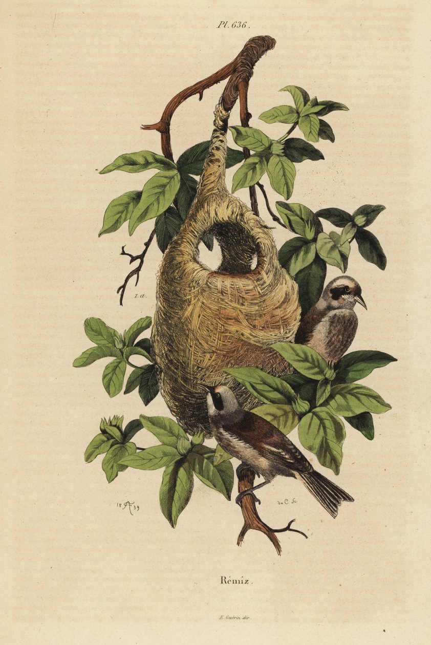 Penduline tit ، Remiz pendulinus ، والعش بواسطة غير معروف