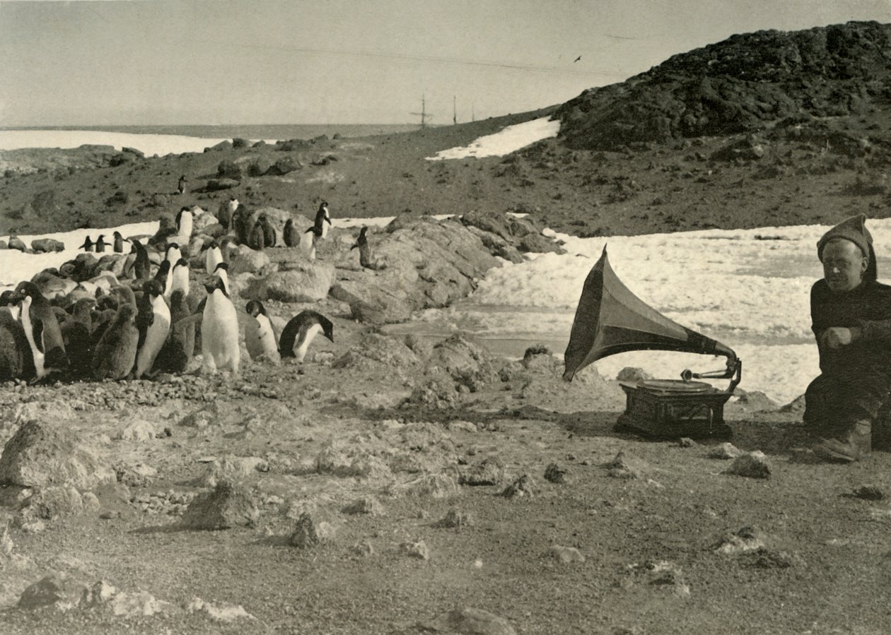 طيور البطريق تستمع إلى الحاكي خلال الصيف ، 1908 ، 1909 بواسطة غير معروف