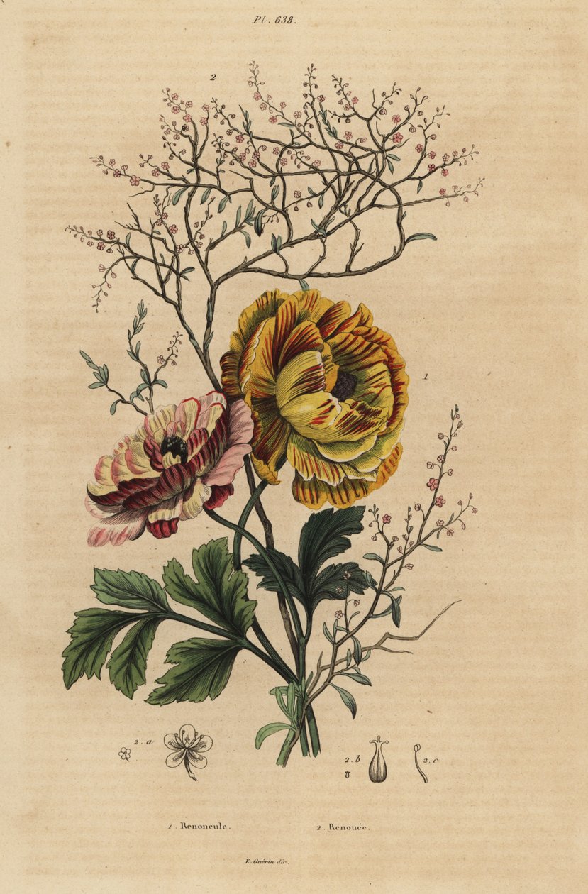 الحوذان الفارسية ، Ranunculus asiaticus 1 ، والنيلي الصيني ، Persicaria tinctoria 2. Renoncule ، Renouee بواسطة غير معروف