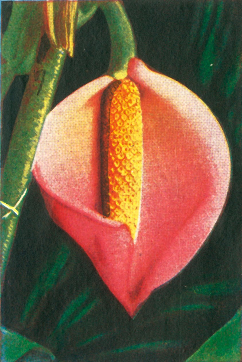 فيلوديندرون ، c1928. بواسطة غير معروف