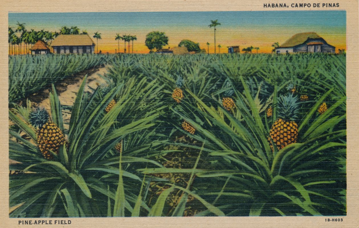 Pine-Apple Field - Habana، Campo De Pinas، c1910 بواسطة غير معروف