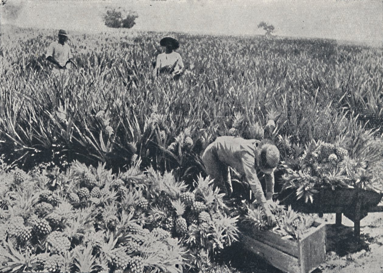 حقل باين-آبل ، كوينزلاند ، 1923. بواسطة غير معروف