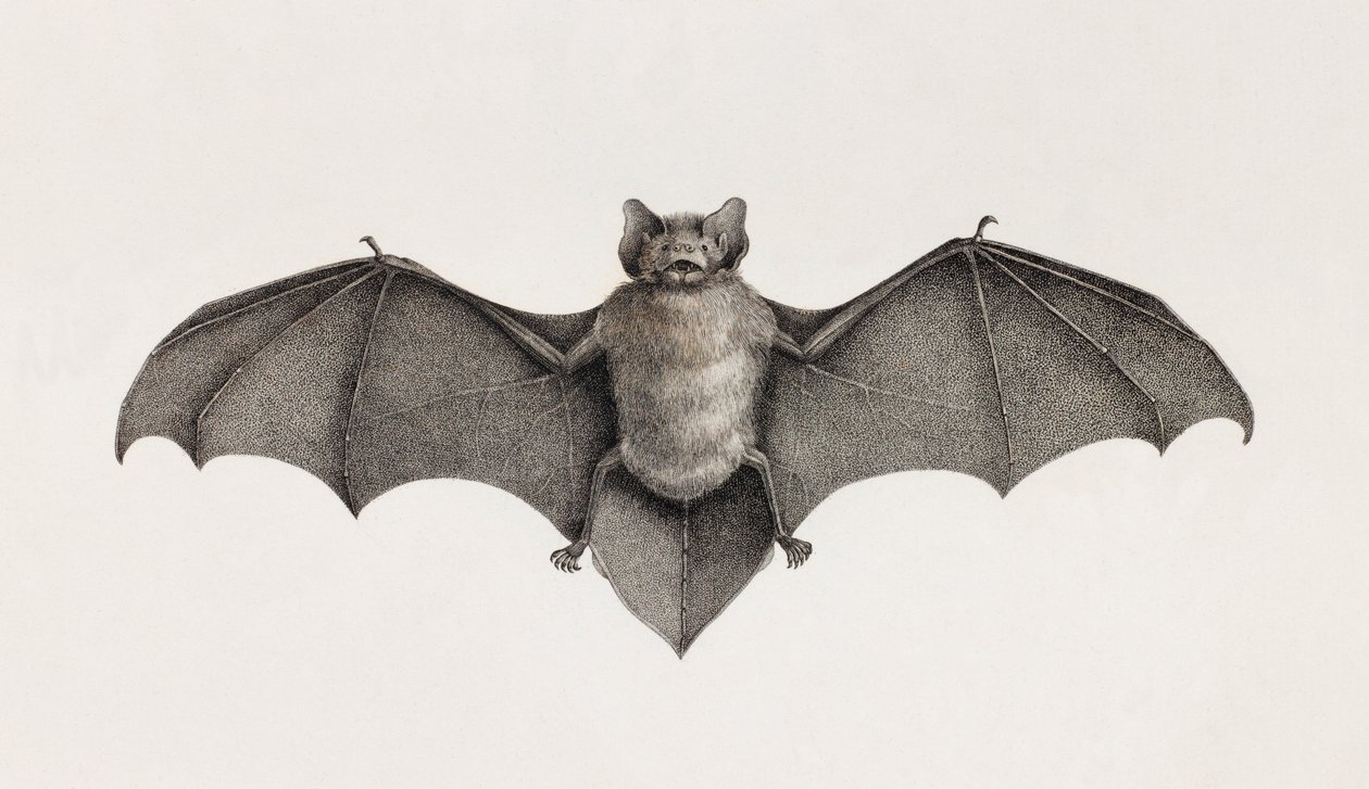 خفاش Pipistrelle في مصر بواسطة غير معروف
