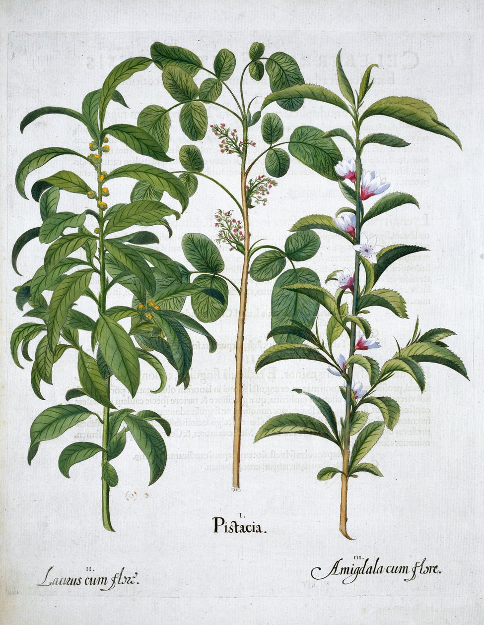 الفستق والجوز ، Bay Tree Laurus Nobilis واللوز ، بواسطة غير معروف