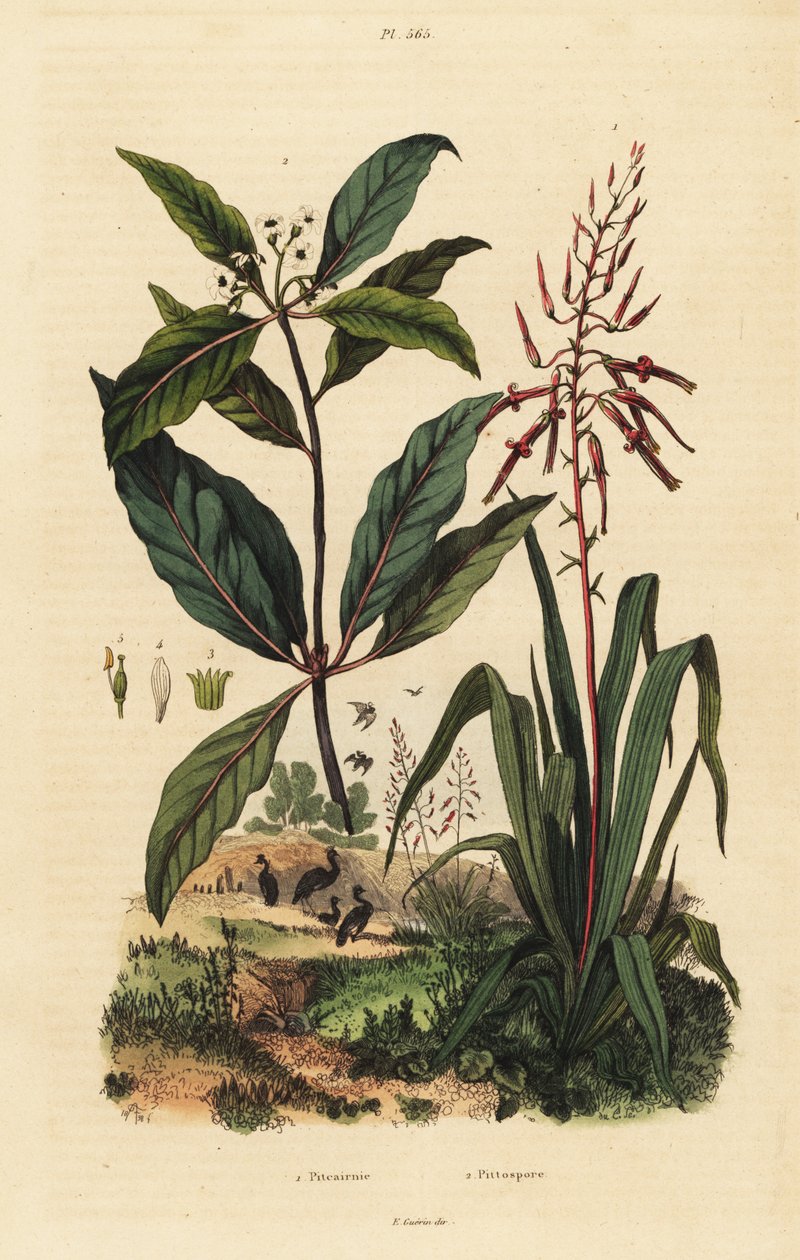 Pitcairnia bifrons 1 ، وشجرة الصندوق الفيكتوري ، Pittosporum undulatum 2 بواسطة غير معروف