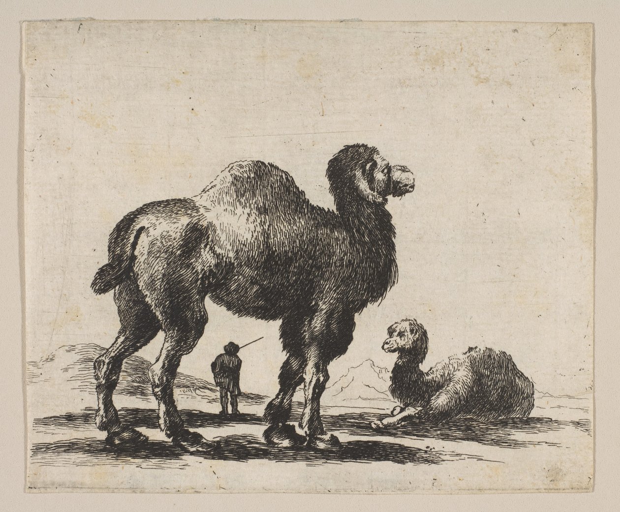 اللوحة 17: الإبل ، من الحيوانات المختلفة Diversi animali ، بعد عام 1641. بواسطة غير معروف