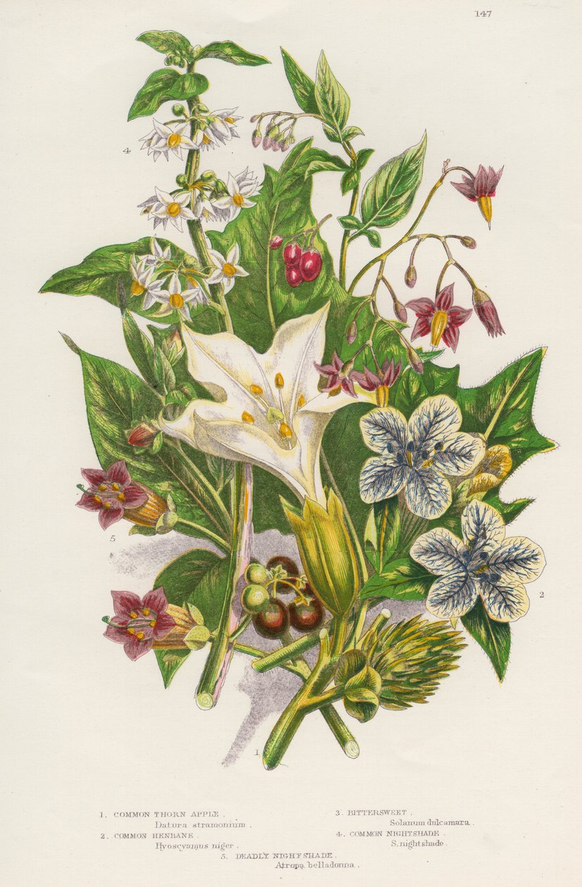النباتات السامة ، c1885 بواسطة غير معروف
