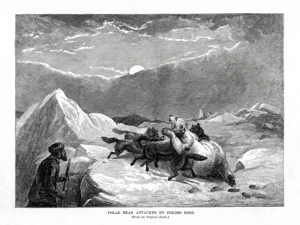 دب قطبي يهاجمه كلاب إسكيمو ، 1877 بواسطة غير معروف