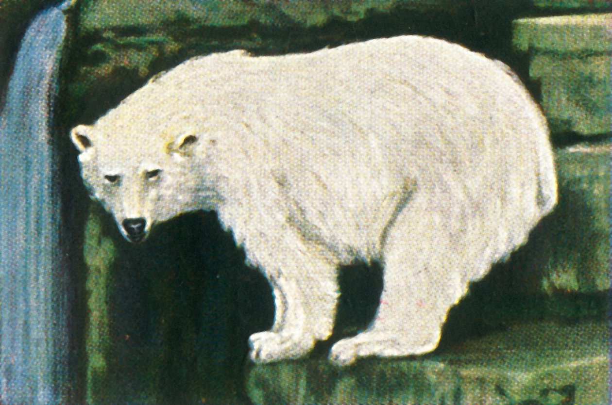 دب قطبي من Spitzbergen ، c1928. بواسطة غير معروف