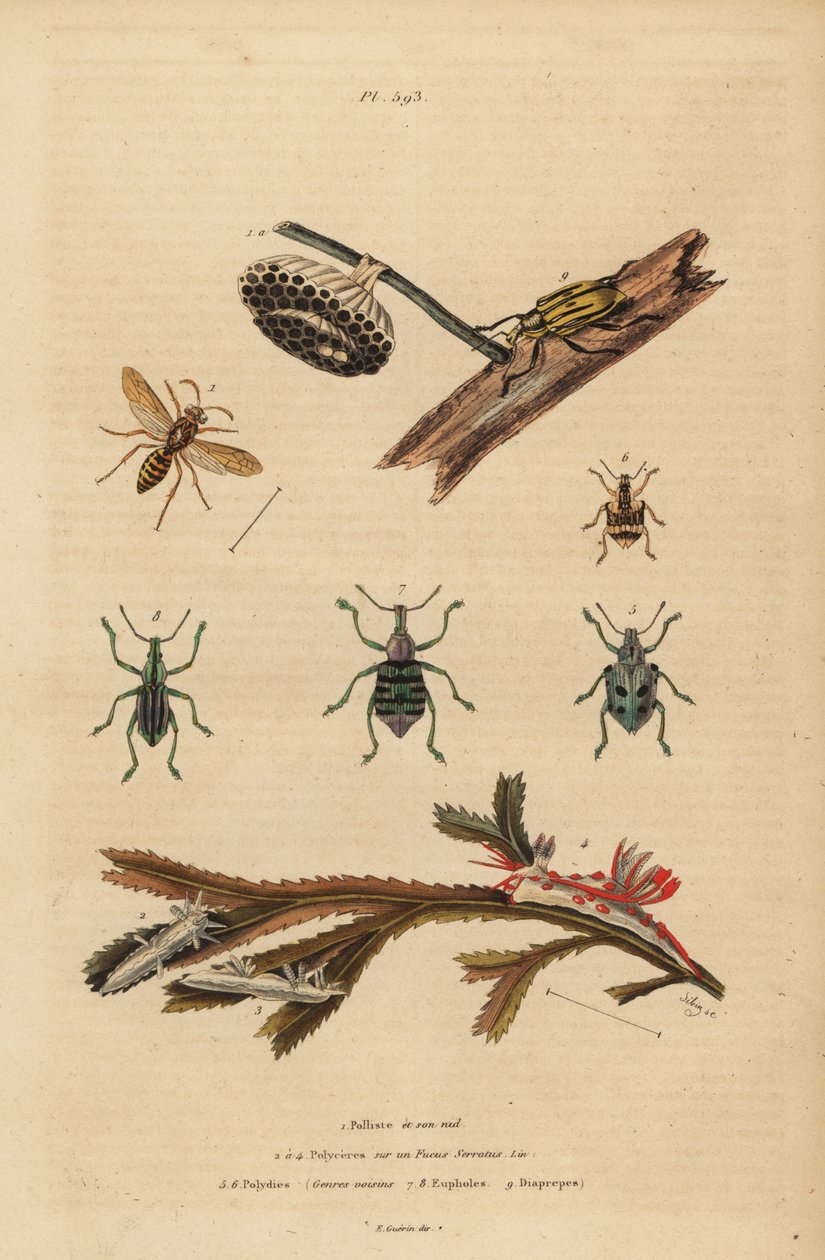 Polistes gallicus ، دبور وعش ، سوسة زرقاء ، Eupholus schoenherri ، سوسة الجذر ، Diaprepes abbreviatus ، Polycera sea slugs ، Ancula gibbosa ، ancula الأطلسي ، على الأعشاب البحرية بواسطة غير معروف