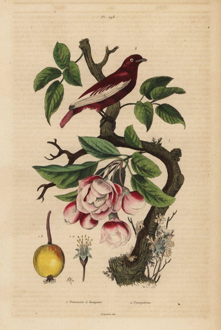 Pompadour cotinga ، Xipholena punicea ، على شجرة تفاح ، Malus pumila ، فاكهة ، أزهار بومبادور وشجرة تفاح مع باقات بواسطة غير معروف