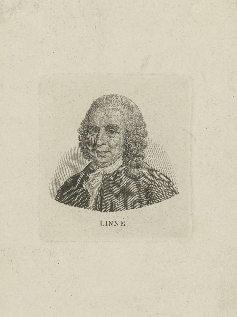 صورة لكارل لينيوس 1707-1778 ، ج. 1780. بواسطة غير معروف
