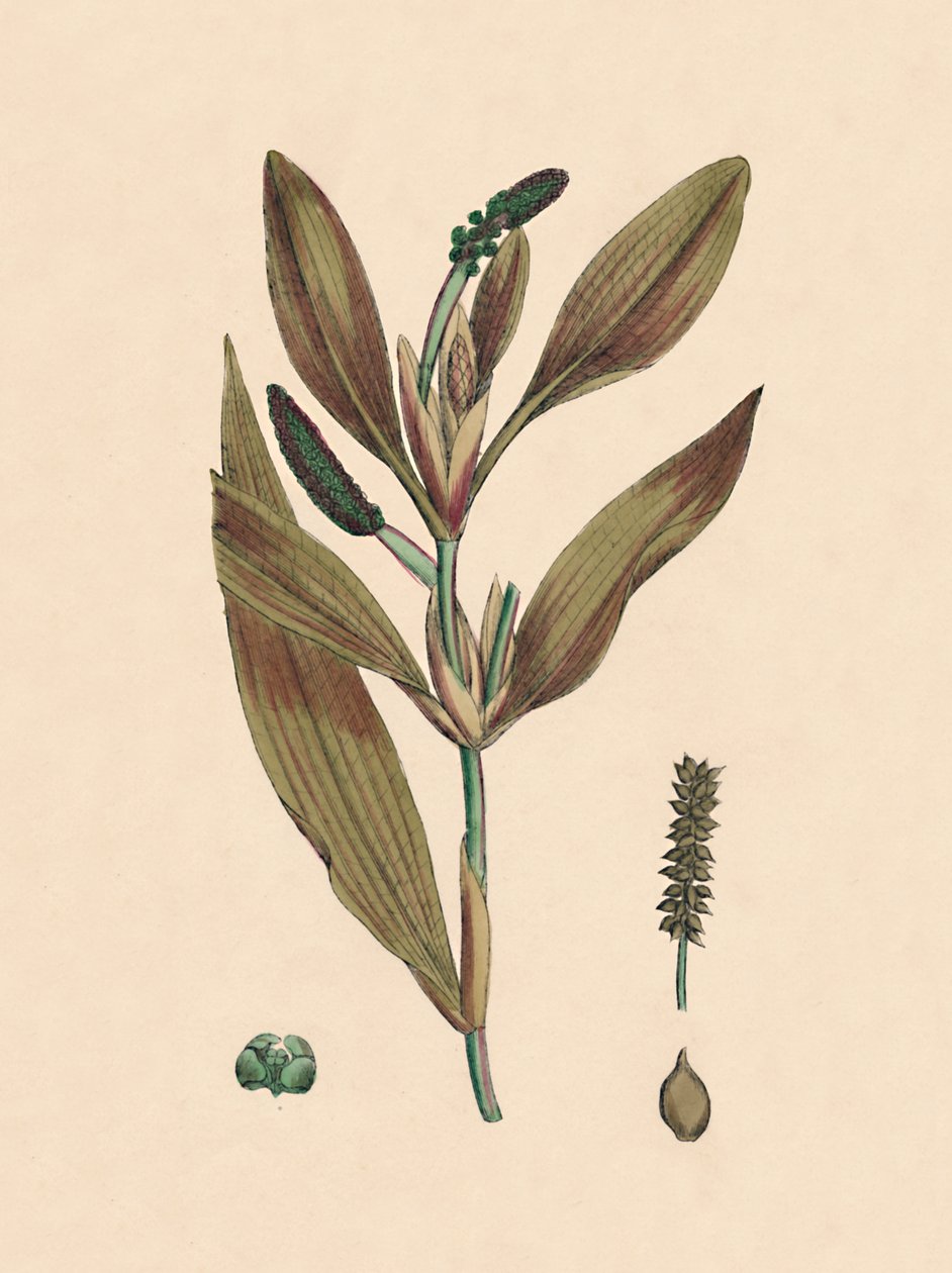 روفيسنس بوتاموجيتون. Reddish Pondweed ، القرن التاسع عشر بواسطة غير معروف