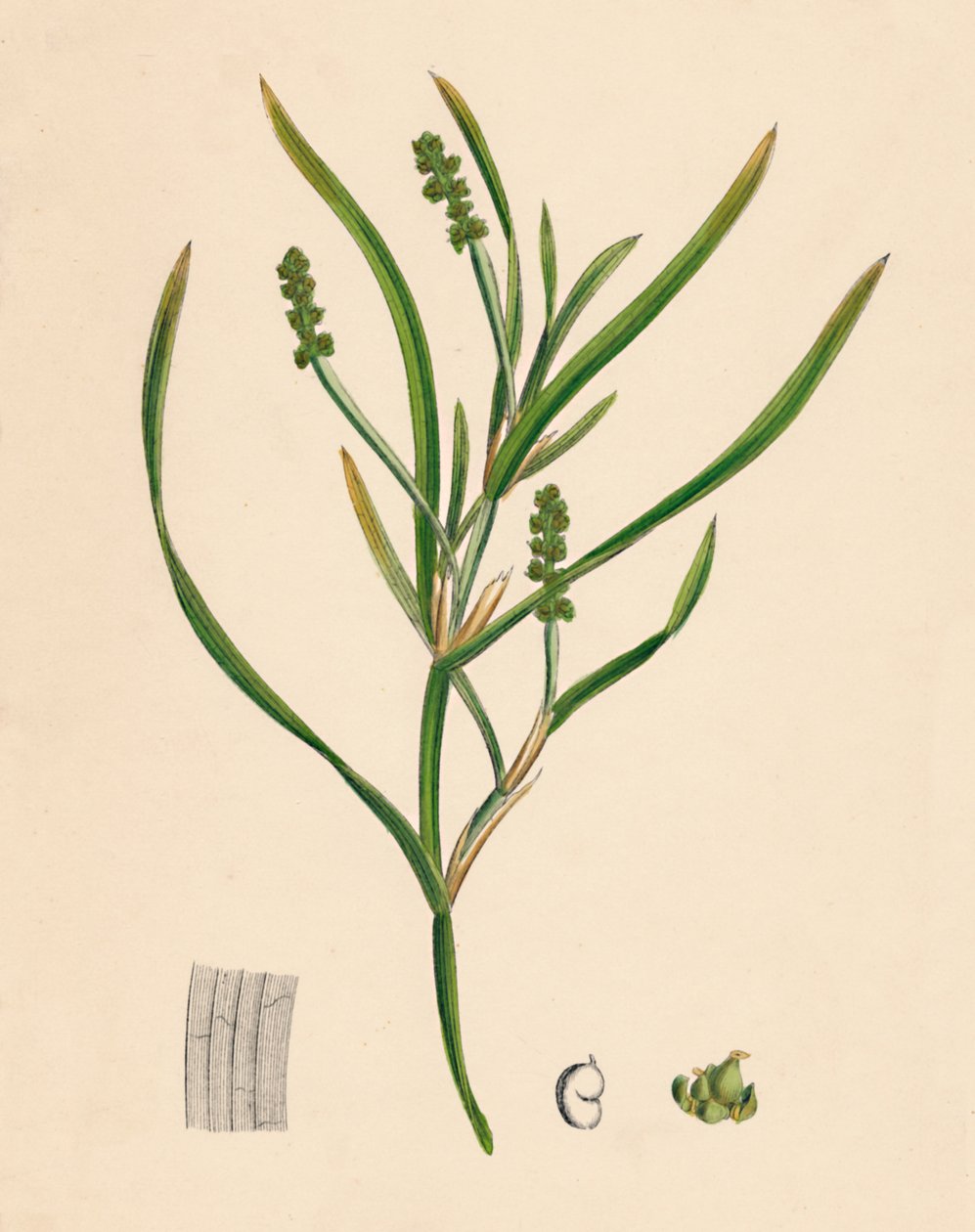 Potamogeton zosterifolius. أعشاب برك الأعشاب ، القرن التاسع عشر بواسطة غير معروف